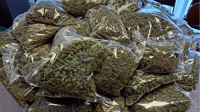 Vier Dealer mit 42 Kilo Marihuana gefasst