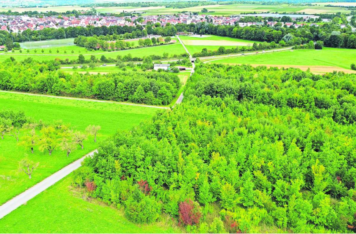 Aufforstung im Kreis Ludwigsburg: Neuer Wald bei Murr wird flügge