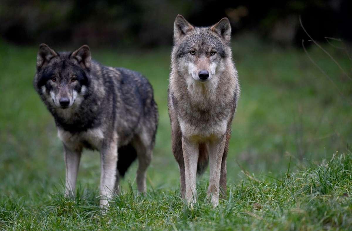 Wölfe in Deutschland: Verhaltenstipps, wenn Sie einem Wolf begegnen