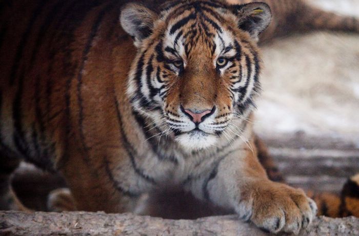 New Yorker Zoo: Coronavirus bei vier weiteren Tigern und drei Löwen