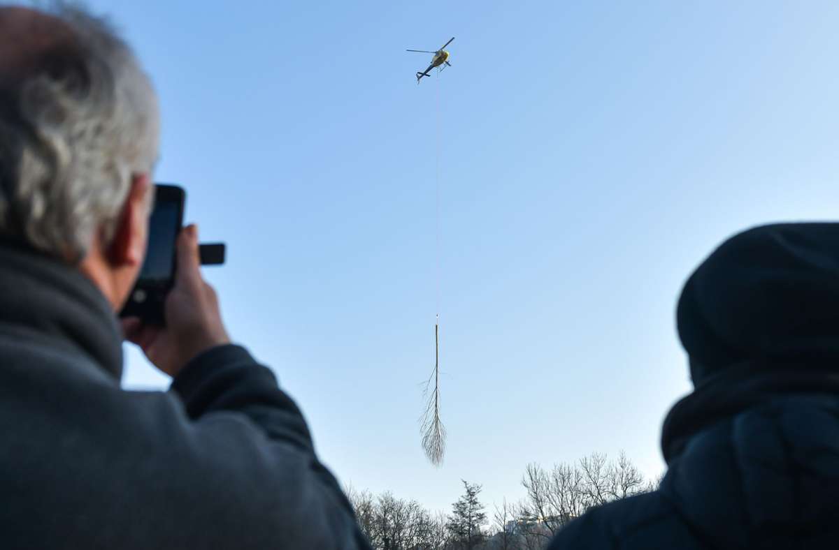 Baumfällungen in Stuttgart: Darum muss die Stadt Bäume per Hubschrauber fällen