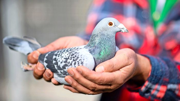Tierschutz in Leinfelden-Echterdingen: Wird der Taubenschlag mit Softairkugeln beschossen?
