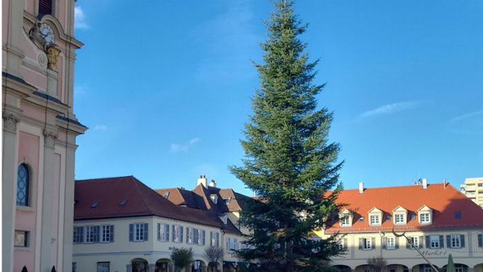 Der Weihnachtbaum auf dem Marktplatz steht