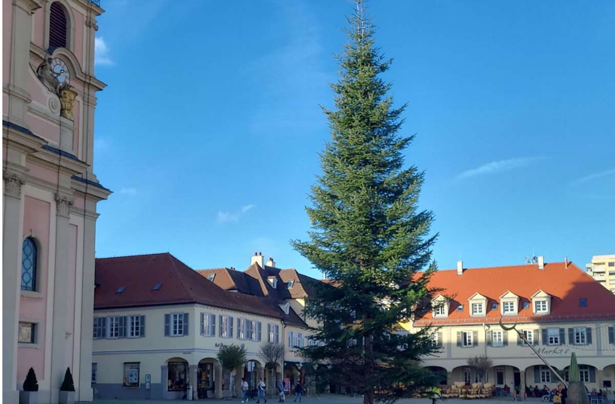 Ludwigsburg Innenstadt: Der Weihnachtbaum auf dem Marktplatz steht