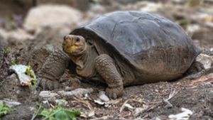 Riesenschildkröte auf Galápagos entdeckt