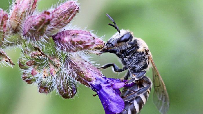 Hilfe für bedrohte Wildbienen