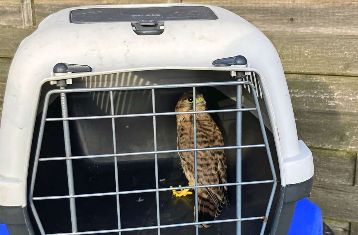 Tierhilfe in Leonberg: Entkräfteter Falke gerettet