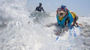 Hunde reiten auf den Wellen um die Wette