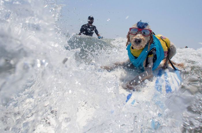„Surf Dog-A-Thon“ in Kalifornien: Hunde reiten auf den Wellen um die Wette