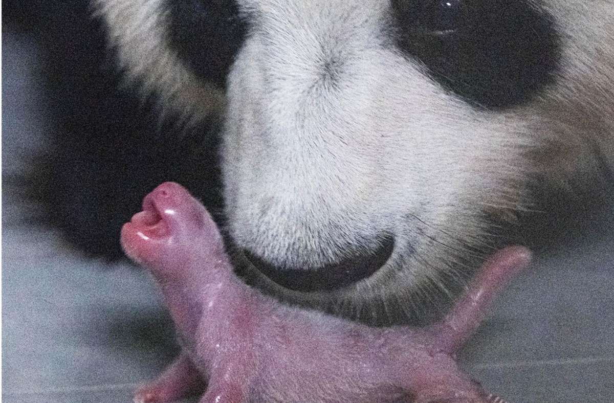 Zoo in Südkorea: Erstes natürlich gezeugte Pandabär-Baby geboren