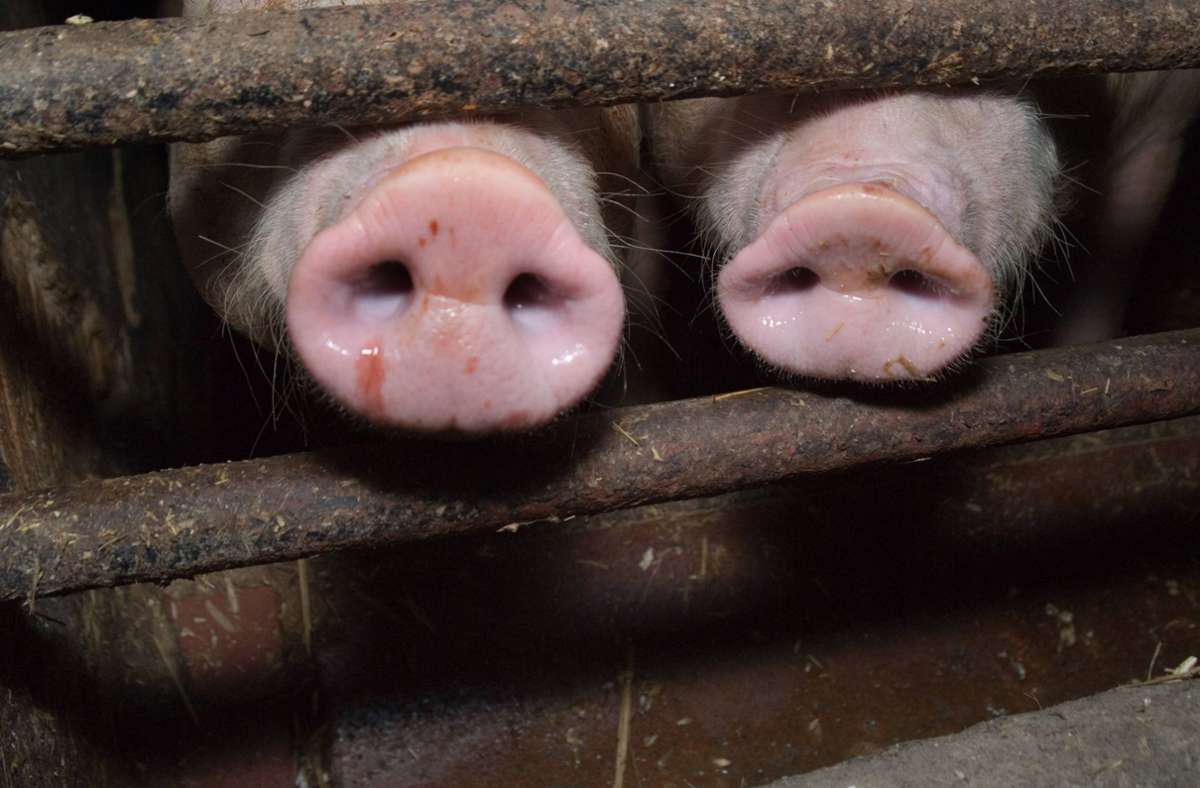 Staatsanwaltschaft Ulm: Strafbefehl gegen Schweinezüchter beantragt
