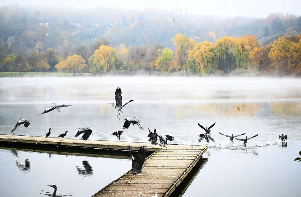 Stuttgarter Max-Eyth-See: Wichtiger Rastplatz für Wasservögel