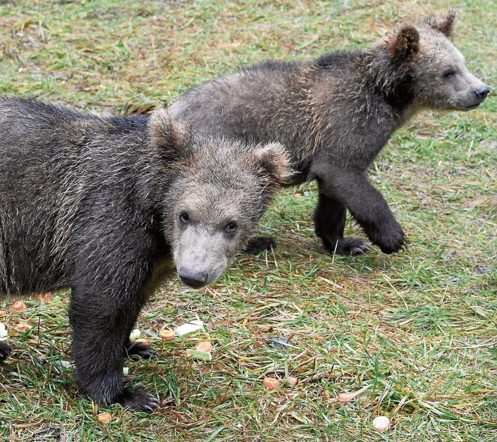 Wildtiere aus schlechter Haltung landen nach ihrer Gefangenschaft oftmals in Auffangstationen wie dem Bärenpark im Schwarzwald: Arian und Arthos suchen das Glück