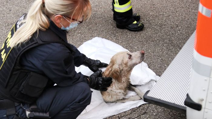 Hunde aus Flammen gerettet – Tiere schweben in Lebensgefahr