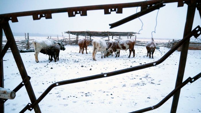 Mongolei: Millionen Herdentiere sterben im Extremwinter