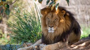 Löwenrudel bricht aus Gehege aus und sorgt für Aufruhr