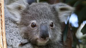 Koalas – kulturell konkurrenzlos