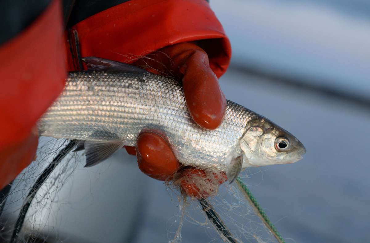 Felchenfangverbot: Die Fischer am Bodensee sind verzweifelt