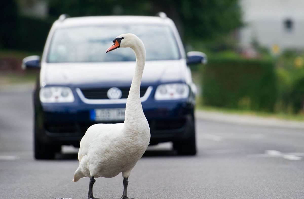 Tierisches aus Singen: Aggressiver Schwan attackiert Autos auf Parkplatz