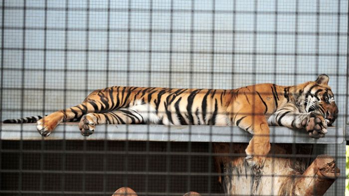 Neues aus der Wilhelma: Große Vorfreude auf Tigerbabys