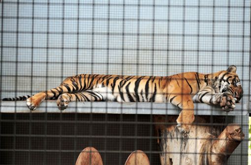 Ab 2024 will die Wilhelma Tiger züchten. Foto: dpa/Jan-Philipp Strobel