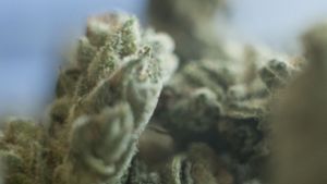 Verdreifachung von Behandlungen wegen Cannabis