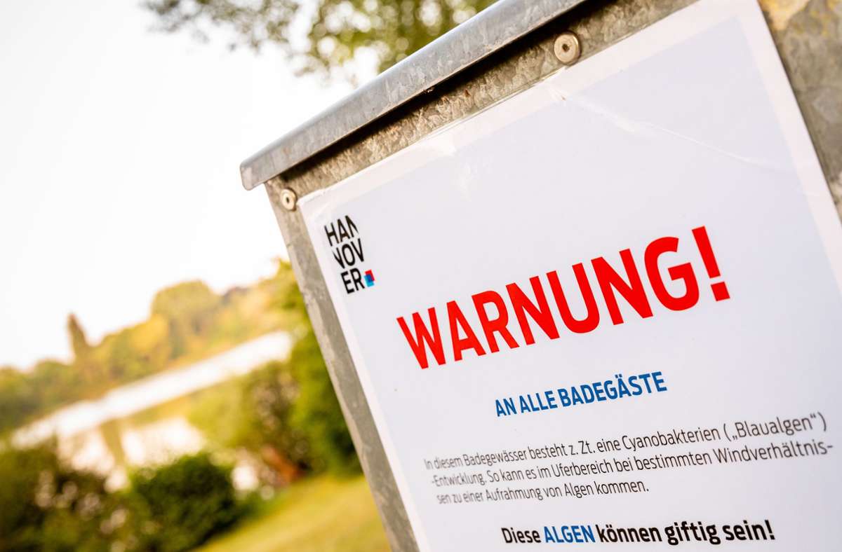 Gesundheitsschädliches Baden: Warnung vor Blaualgen in Badegewässern