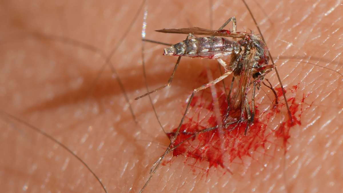 Mittel gegen Insektenstiche: Das hilft gegen Mücken und Wespen