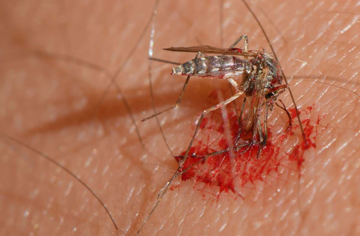 Eine Mücken wurde beim Stechen in die Haut eines Menschen erschlagen. Nicht wenige werden es schon gespürt haben: In diesem Sommer wird Deutschland wieder von mehr Plagegeistern heimgesucht, als in  vergangenen  Jahren.
