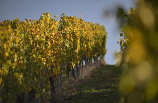 Die Weinlese in Baden-Württemberg ergab 2019  rund 2,3 Millionen Hektoliter Weinmost. Foto: Lichtgut/Max Kovalenko
