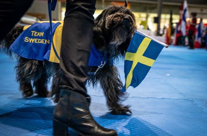 Hundetanz Weltmeisterschaft: So funktioniert  Tanzen auf sechs Beinen