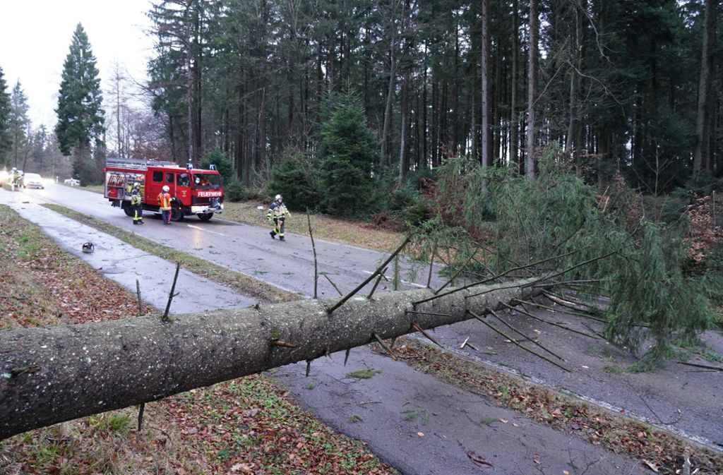 Viele Bäume stürzten wegen des Orkans um oder sind beschädigt.