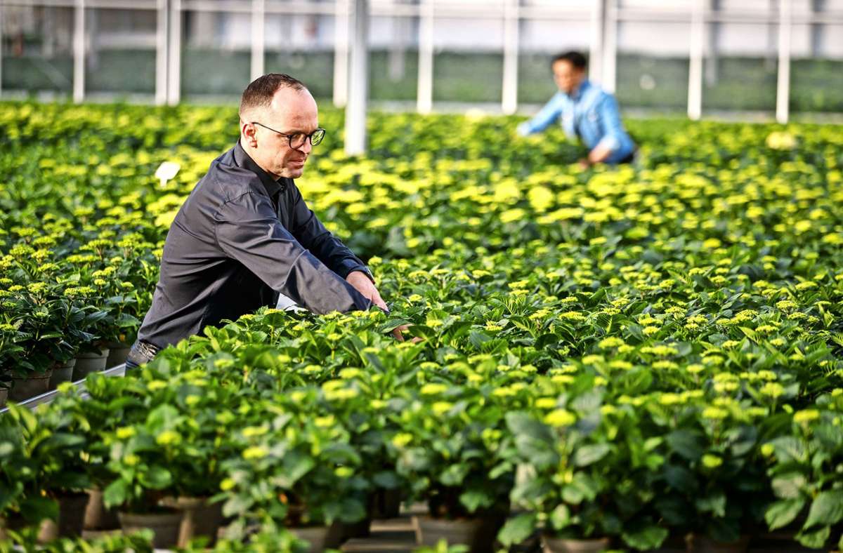 Floristen in Stuttgart: Öffnung kommt für Gärtner genau   rechtzeitig
