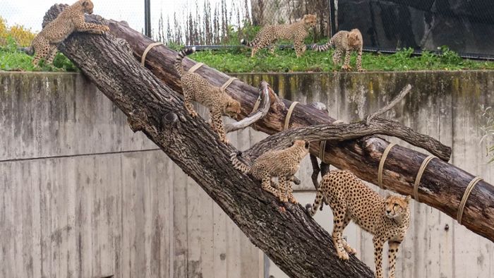 Geparden-Jungtiere auf Klettertour