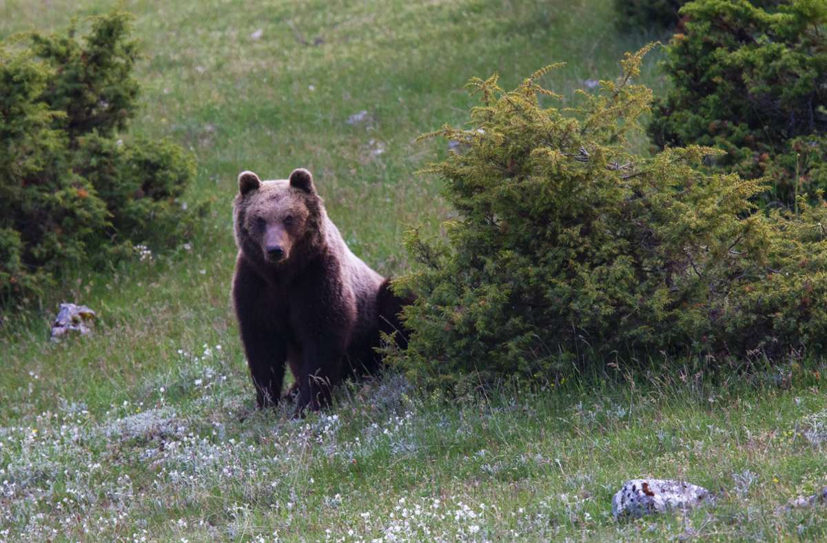 Tödlicher Angriff in den Alpen: Jogger in Italien von einem Bären attackiert und getötet