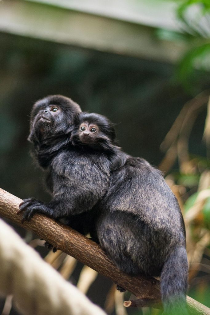 30.9.2018 Bei den Springtamarinen und Zwergseidenäffchen, den kleinsten Affen der Welt, gibt es aktuell Nachwuchs in der Wilhelma.