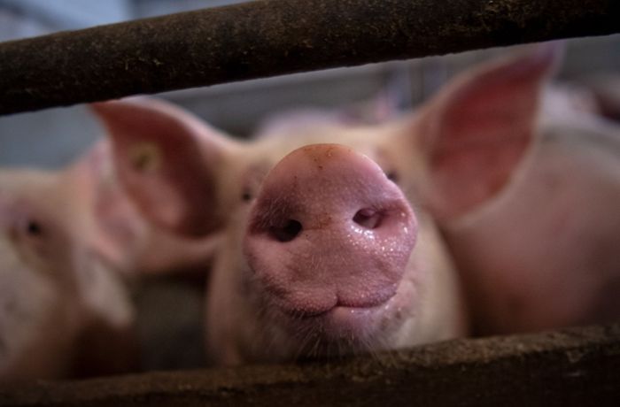 Landwirtschaft in Baden-Württemberg: So wenige Schweine wie zuletzt  in den 50er Jahren