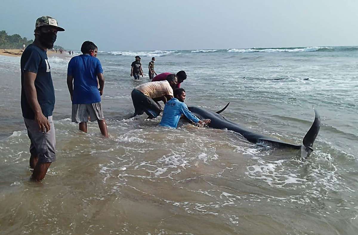 Sri Lanka: Rund 100  gestrandete Wale gerettet