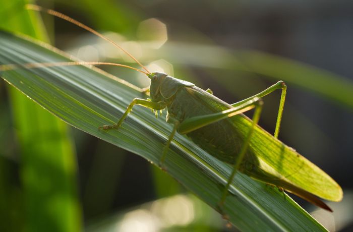 Studie zu Artensterben in den USA: Geht es Insekten  in den USA besser als bei uns?