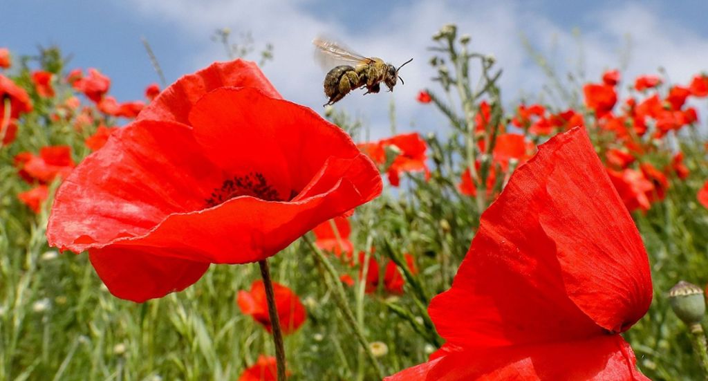 Landesregierung präsentiert Alternative zum Bienenschutzbegehren: Bauern gegen Umweltschützer: Kompromiss in Sicht
