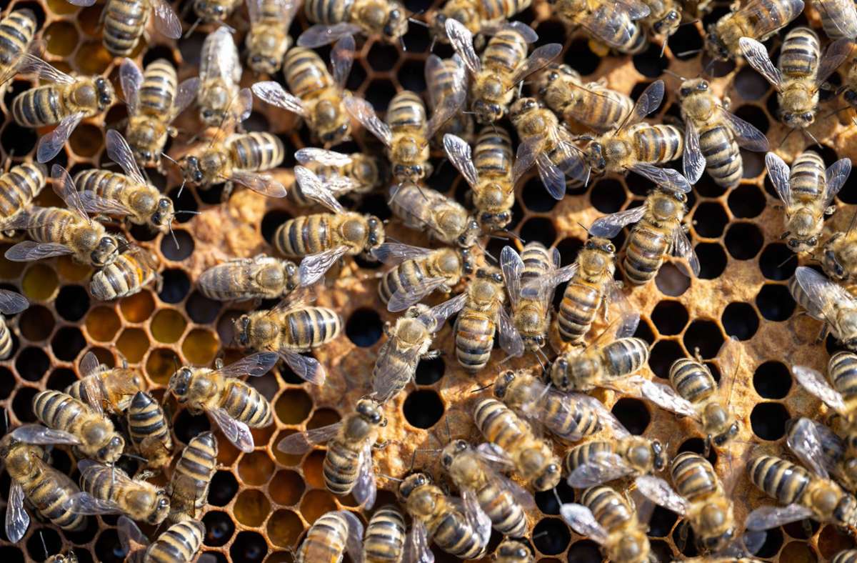 Buckingham-Palast: Imker informiert königliche Bienen über Tod der Queen