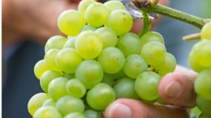 Weintrauben weisen Pestizidrückstände auf