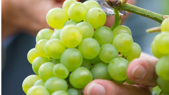 Weintrauben weisen Pestizidrückstände auf