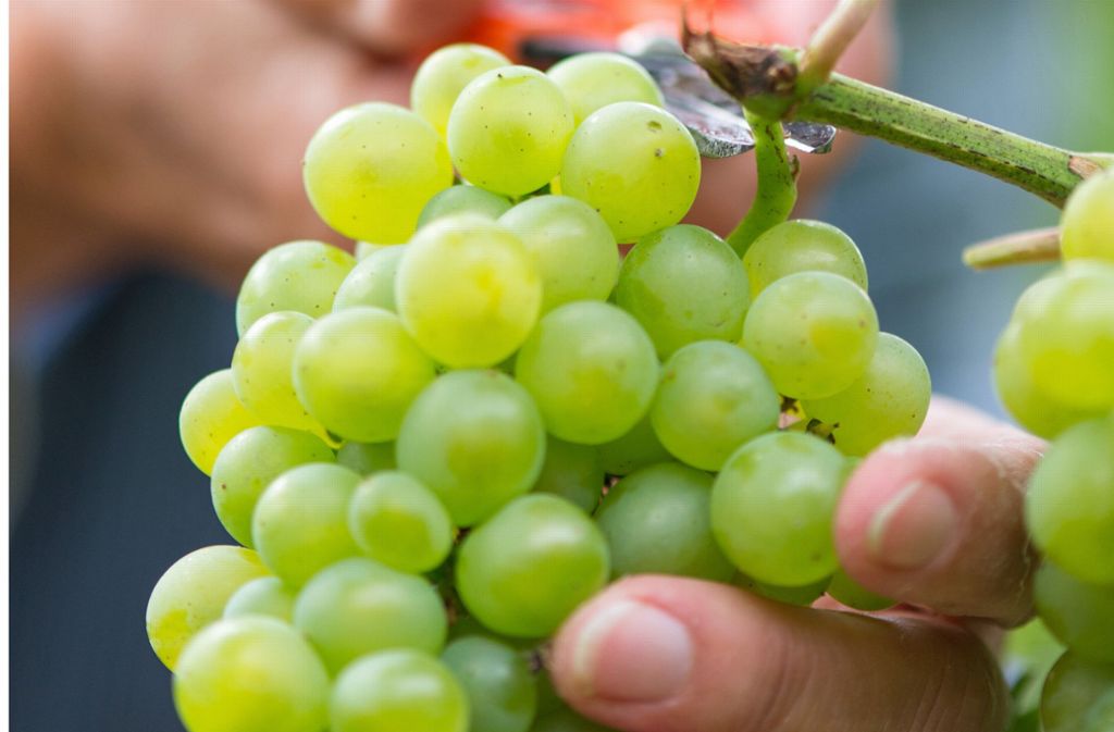Rückruf bei Rewe: Weintrauben weisen Pestizidrückstände auf