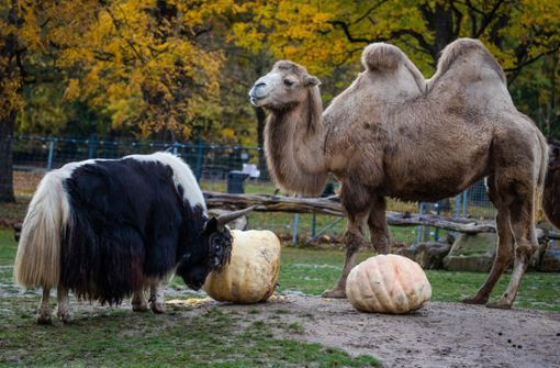 Ein Kamel und ein Yak-Bulle der Wilhelma verspeisen in ihrem Gehege zwei große Kürbisse. Foto: dpa/Christoph Schmidt