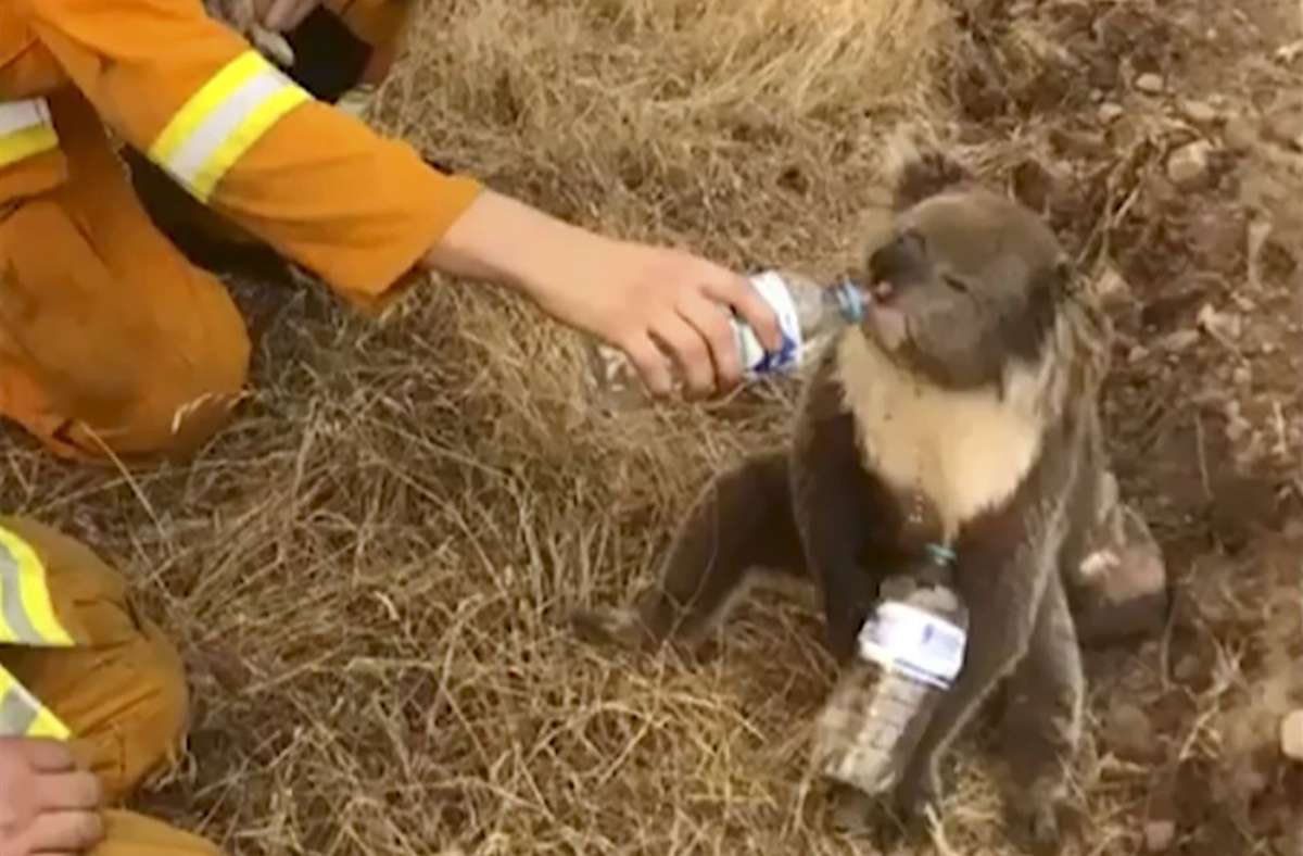 Studie aus Australien: Zahl der Koalas sinkt rapide