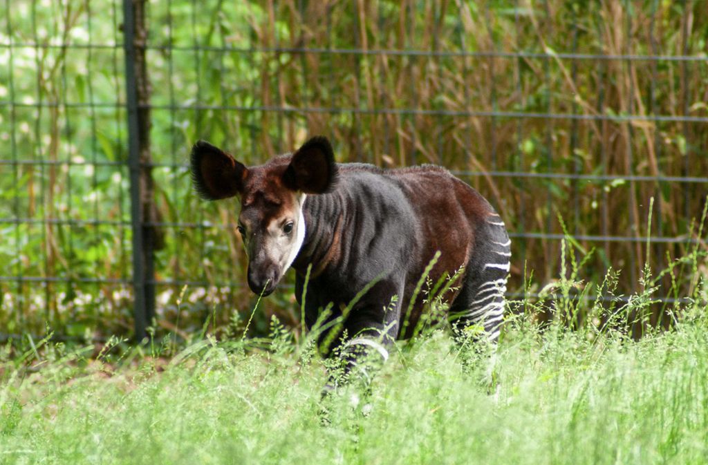 Junger Bulle in der Wilhelma: Seltener Okapi-Nachwuchs verzückt die Besucher
