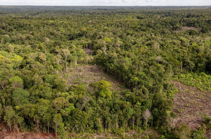 Trotz Corona-Pandemie: Zerstörung des Regenwaldes schreitet weiter dramatisch voran