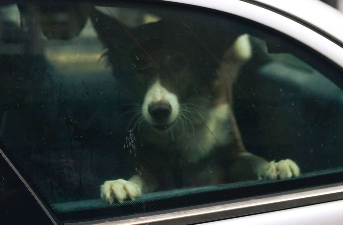 Rettungsaktion im Ostalbkreis: Polizei rettet Hunde aus heißem Auto