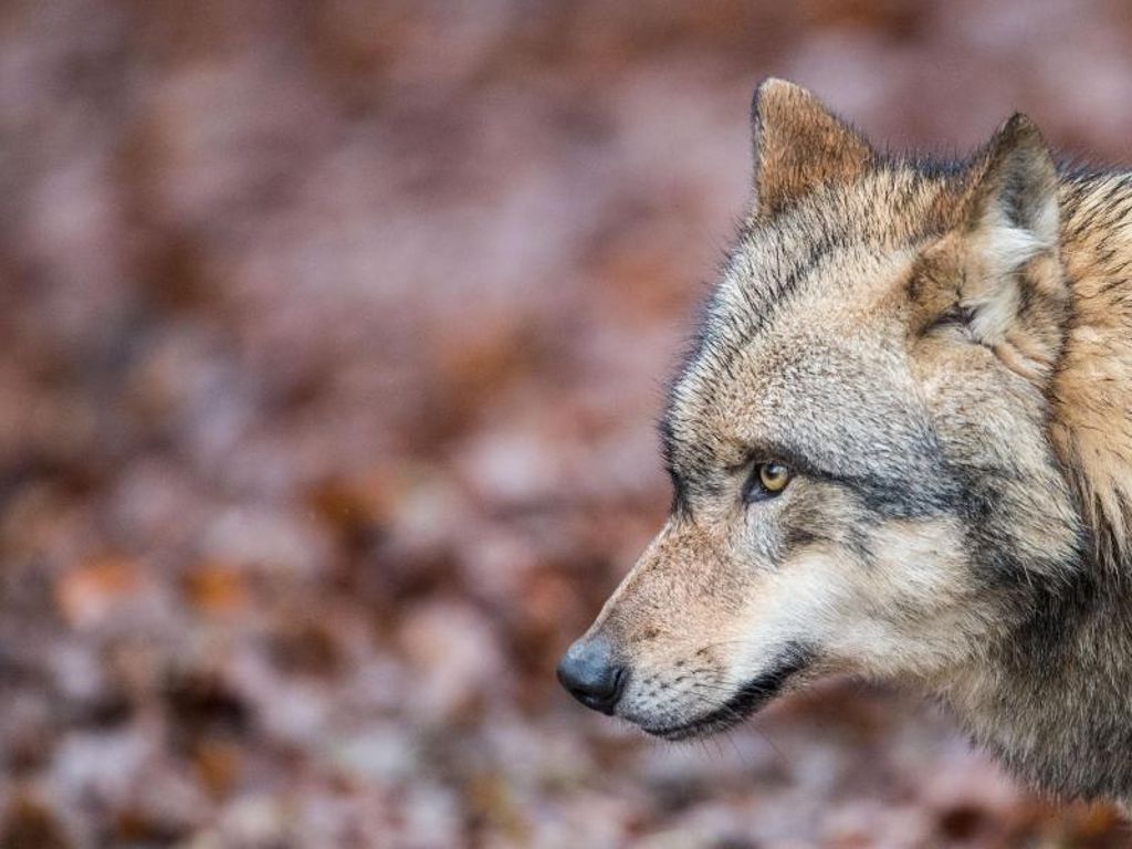 Streit um Wölfe - Jäger und Experten kritisieren Landespolitik